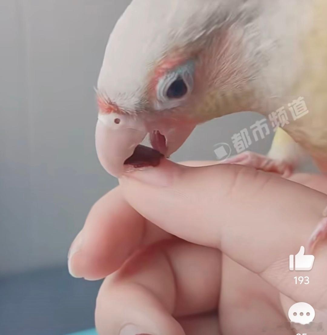 女子美甲被鹦鹉几口卸掉美甲师迎来最不可思议对手 全网最硬核卸甲方式，鹦鹉一口一个