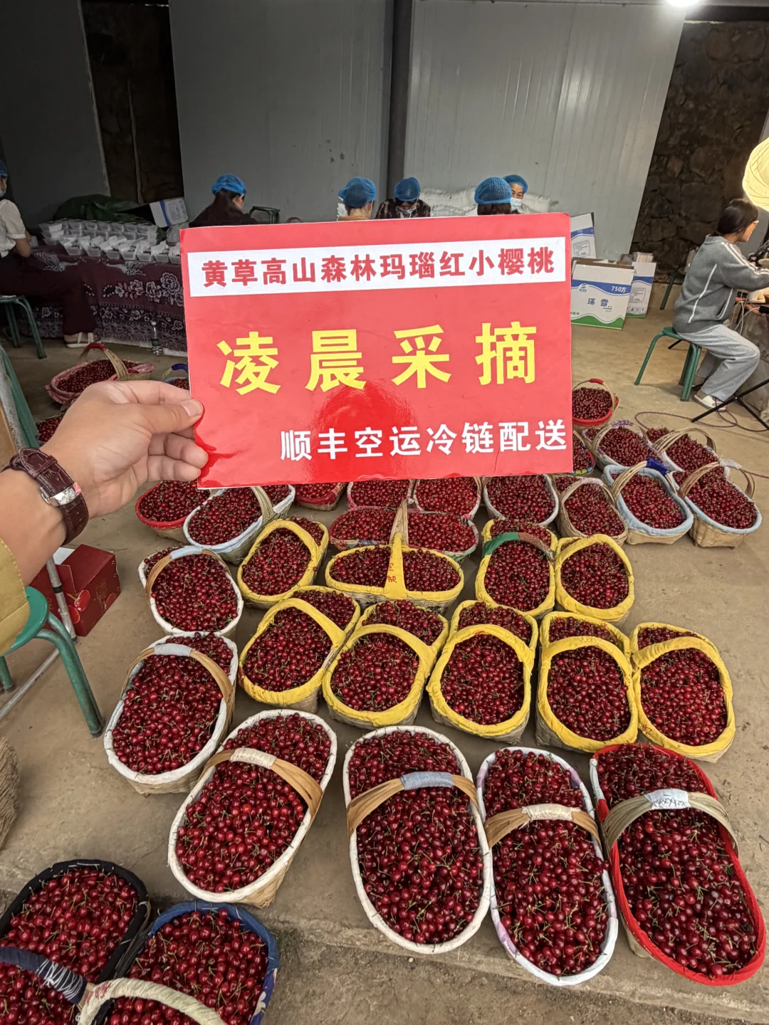 我们真的凌晨采摘，中午发货，隔天你就吃到啦