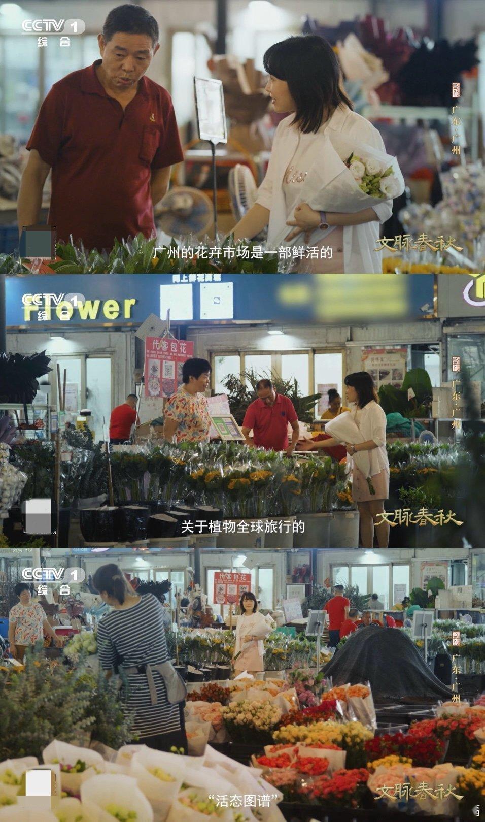 玫瑰竟有中国月季血统什么！欧洲人手一枝的浪漫玫瑰，祖上竟然是广州月季？！怪不得开