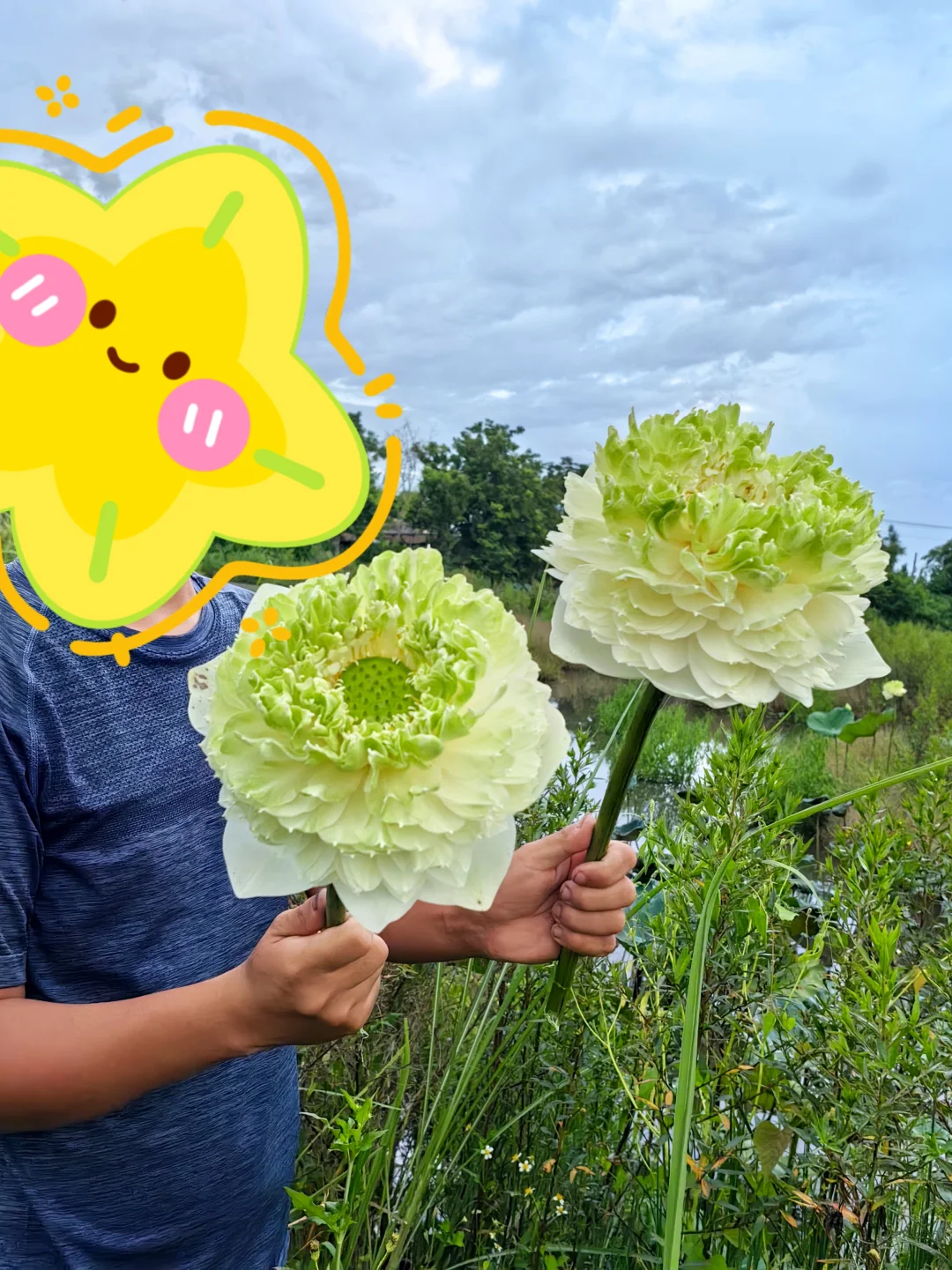 巨大无比的“包菜” 碗莲 荷花 至高无上
