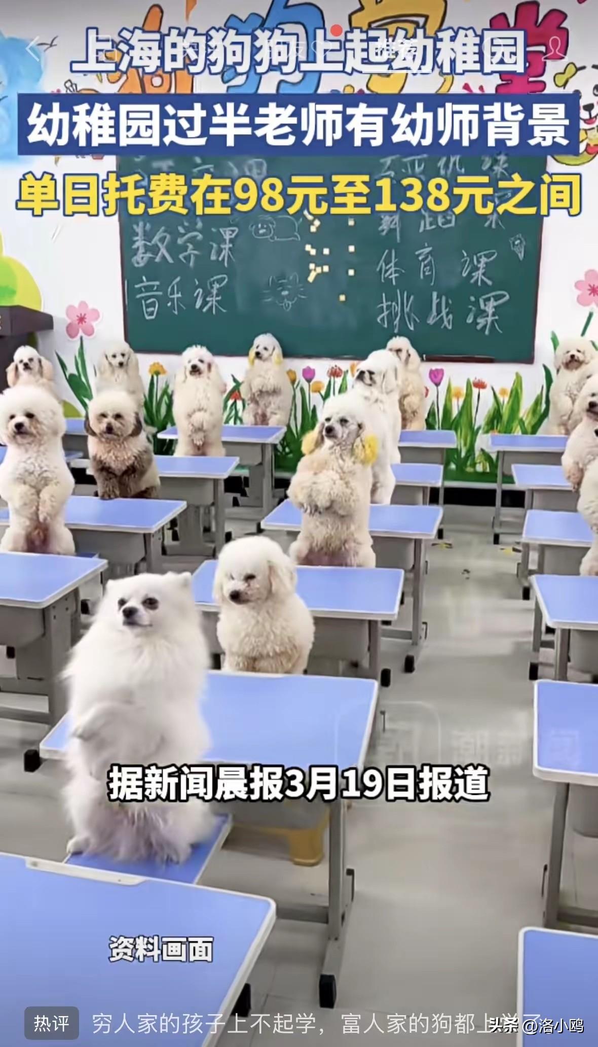 我没听错吧，
上海的狗狗要上幼儿园了！

费用还不低，单日费用98-138元，也