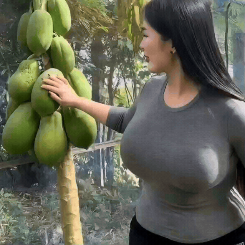 谁能懂！
这挂满树枝的木瓜没有吸引力，
而是她的身形比木瓜更有画面感。

青木瓜