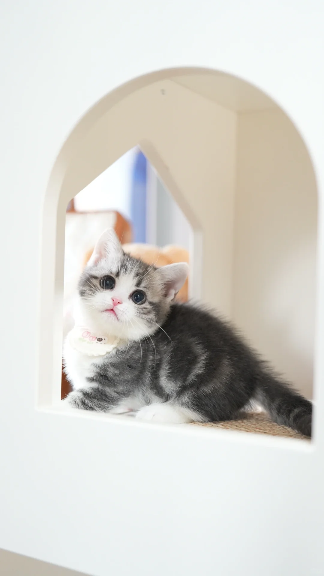 小起司来啦 起司矮脚猫