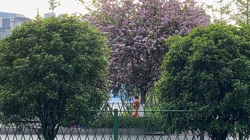 这些都不是什么名山大川里的稀罕树，全是我们生活里抬头就能看见的普通玩意儿。
  