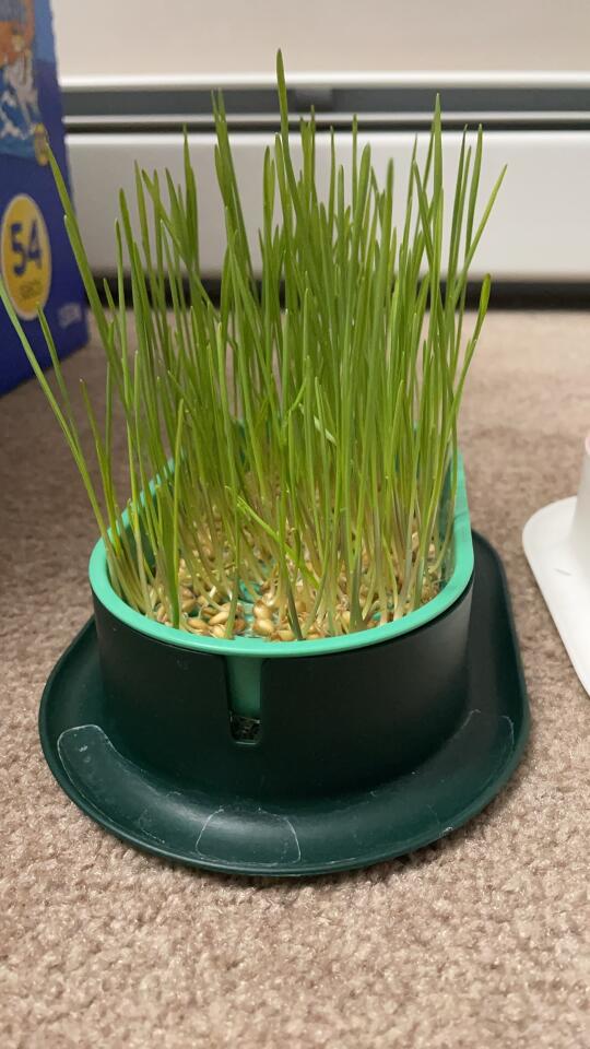 求助：猫草吃不吃？