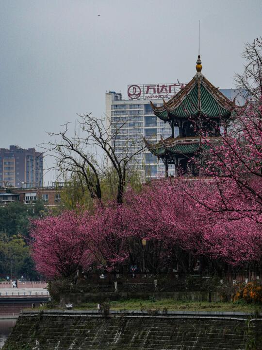 一年一度‼️来望江楼梅赏花🌸现在正好