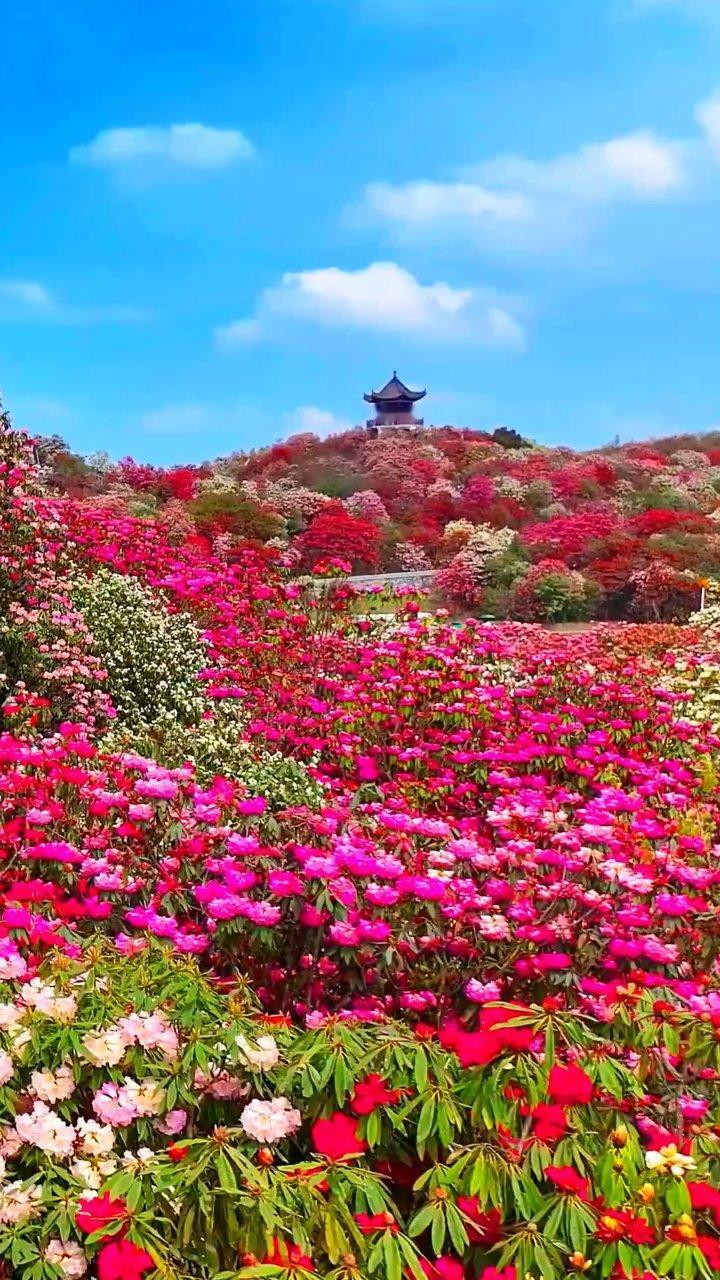 贵州花海徒步！！绝美杜鹃花海美到失语。。
如果春天只选一场徒步，我举双手把票投给