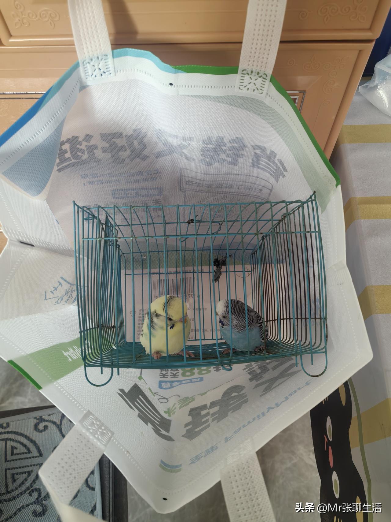 这对鹦鹉又找到新家了。
养了这么多年，写对鹦鹉多产，养了二三十只崽子。