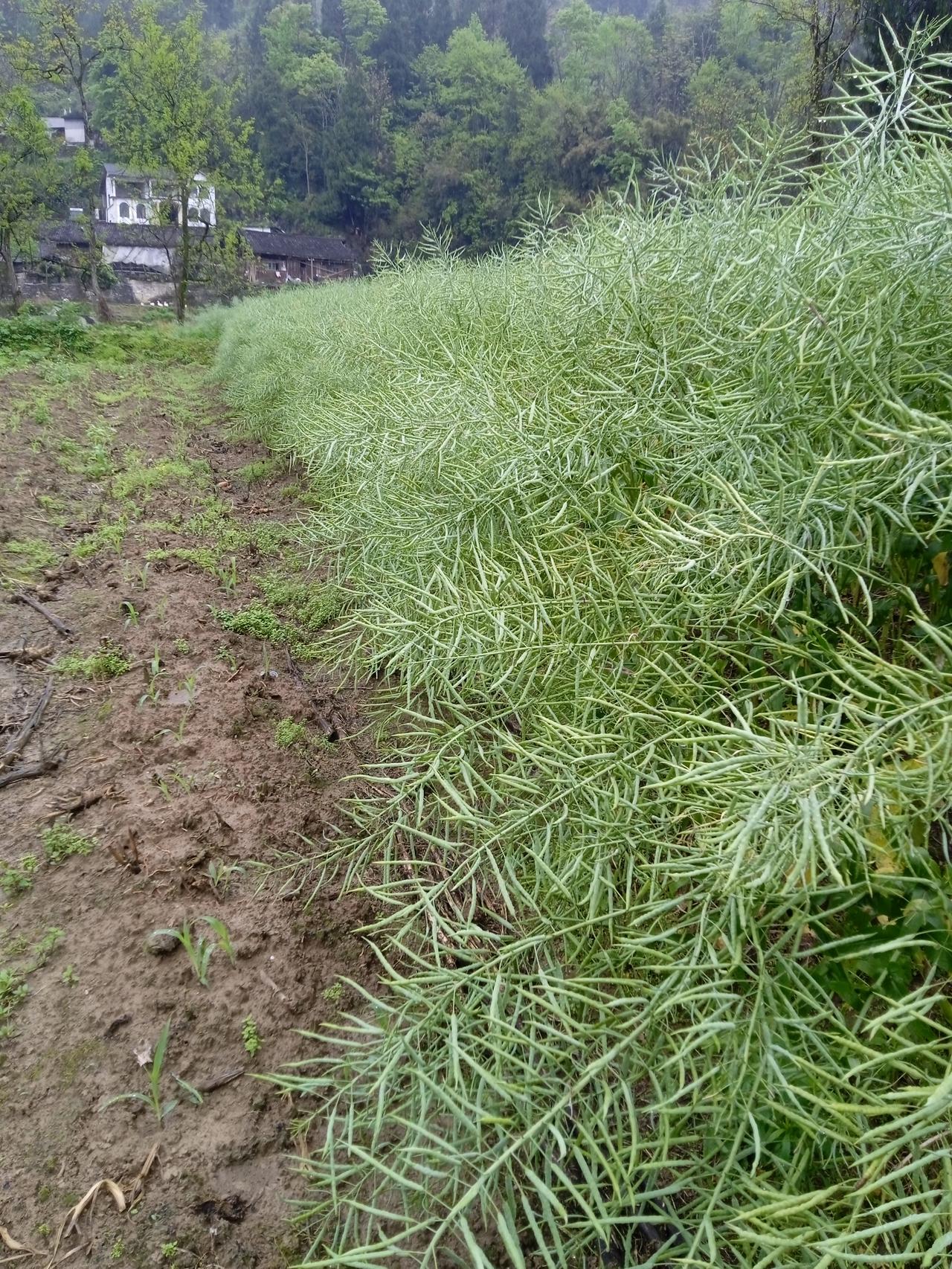 “人到晚年领着养老金的，像是接着一根不断流的温泉管，活着就有暖意。”
父亲得了癌