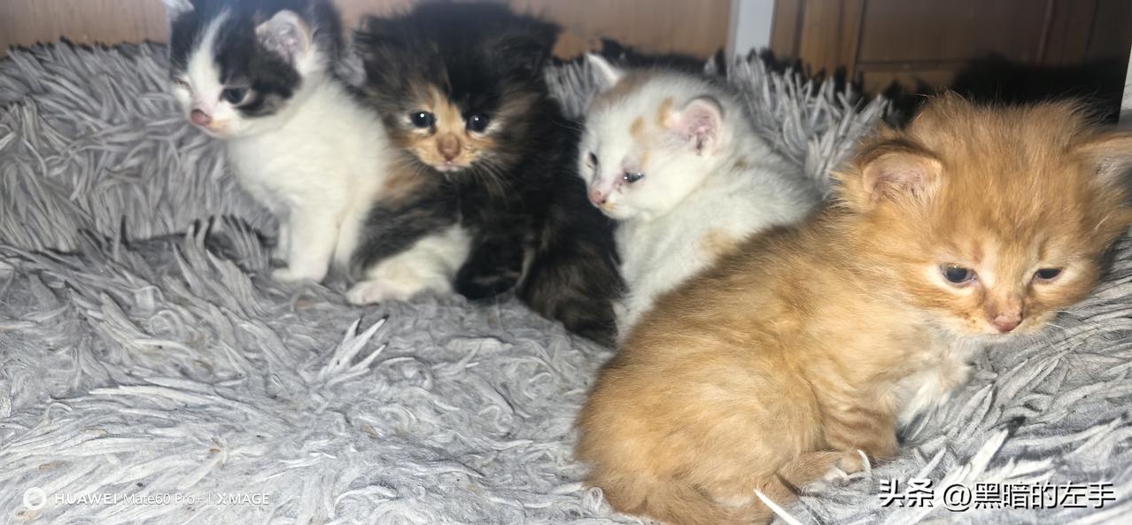 早上上班出门前，和小家伙们打个招呼，希望他们的猫妈妈不要误以为我对他们有什么坏心