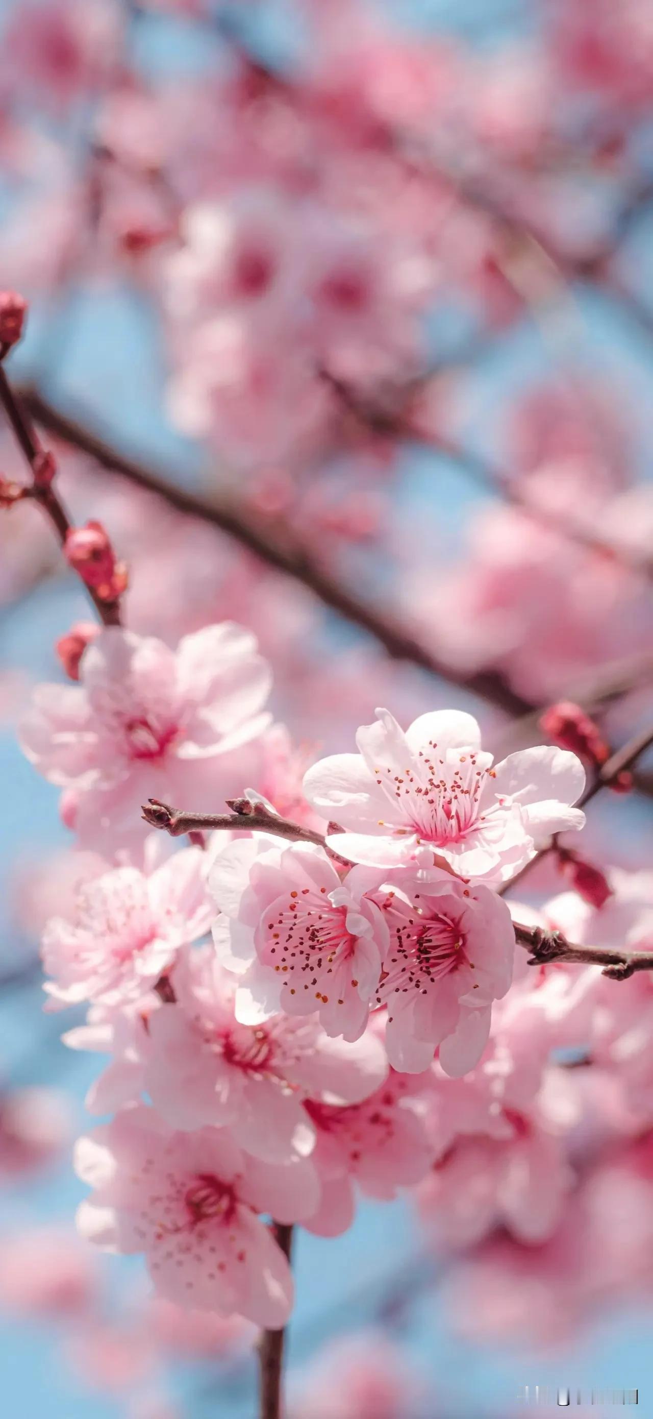 都说女人四十一枝花，女人到了这个年纪正是散发成熟美的时候，既保持着年轻时的水嫩，