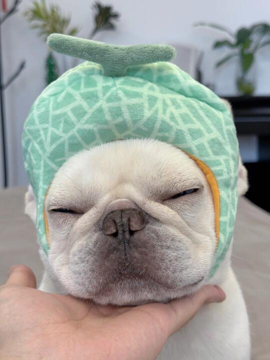 西瓜冬瓜哈密瓜，我是你的小傻瓜