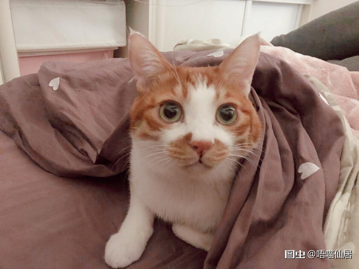 三儿子小讨厌来啦