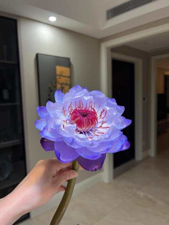 一波超级无敌仙气的澳洲睡莲