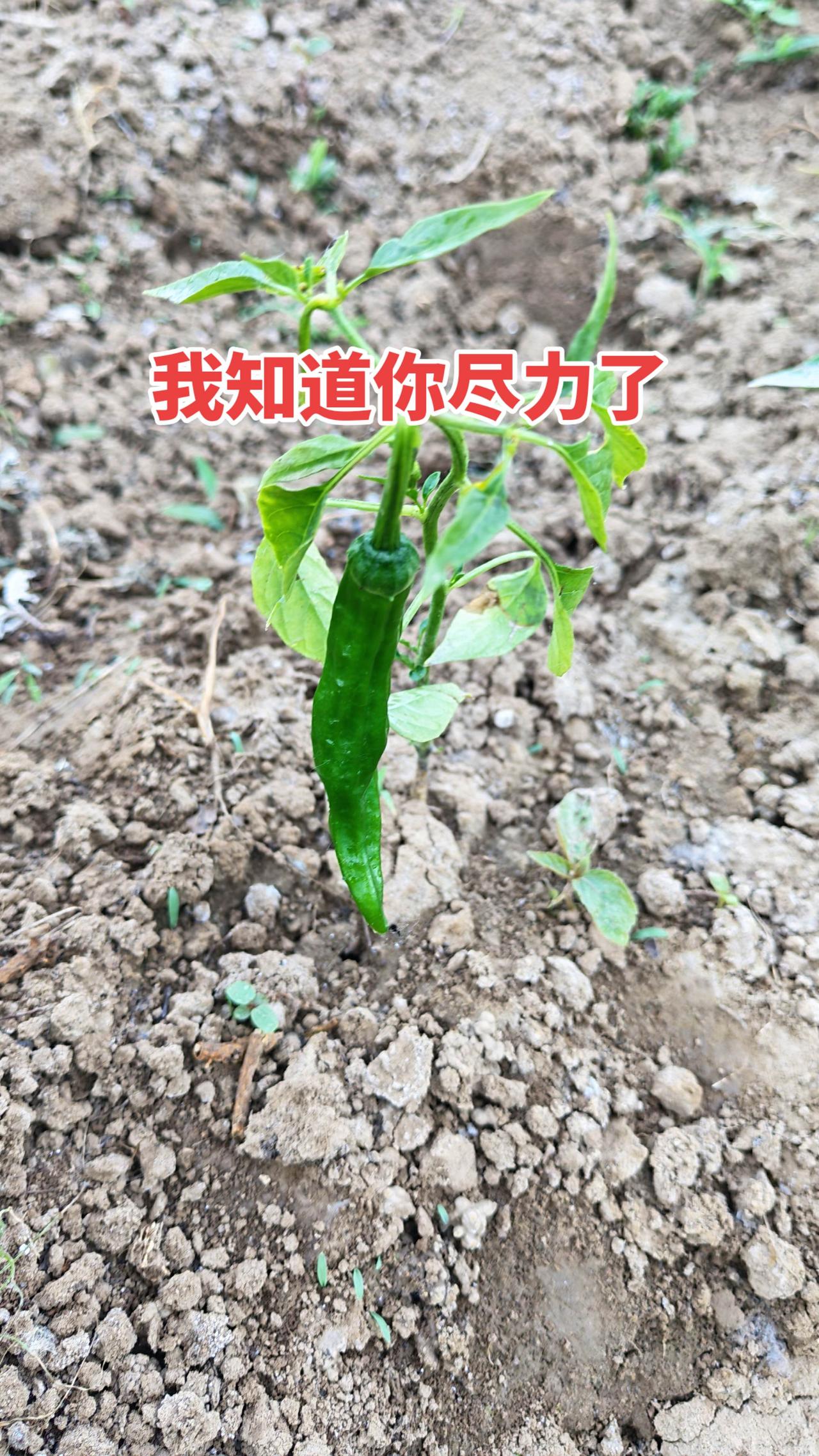 独苗结果啦