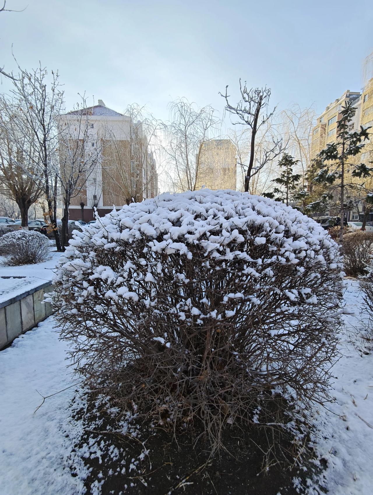 七绝·松原春雪
文/夏文辉

晨起窗前雪满枝，冬春交替惹猜疑。
才欣暖日融冰色，