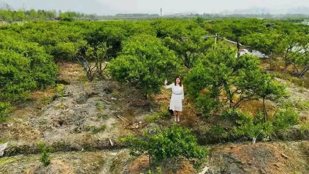 三垟湿地摘瓯柑。
皮青中带黄，咬开先苦，数三下，回甘从喉咙底泛上来。
手划船穿过