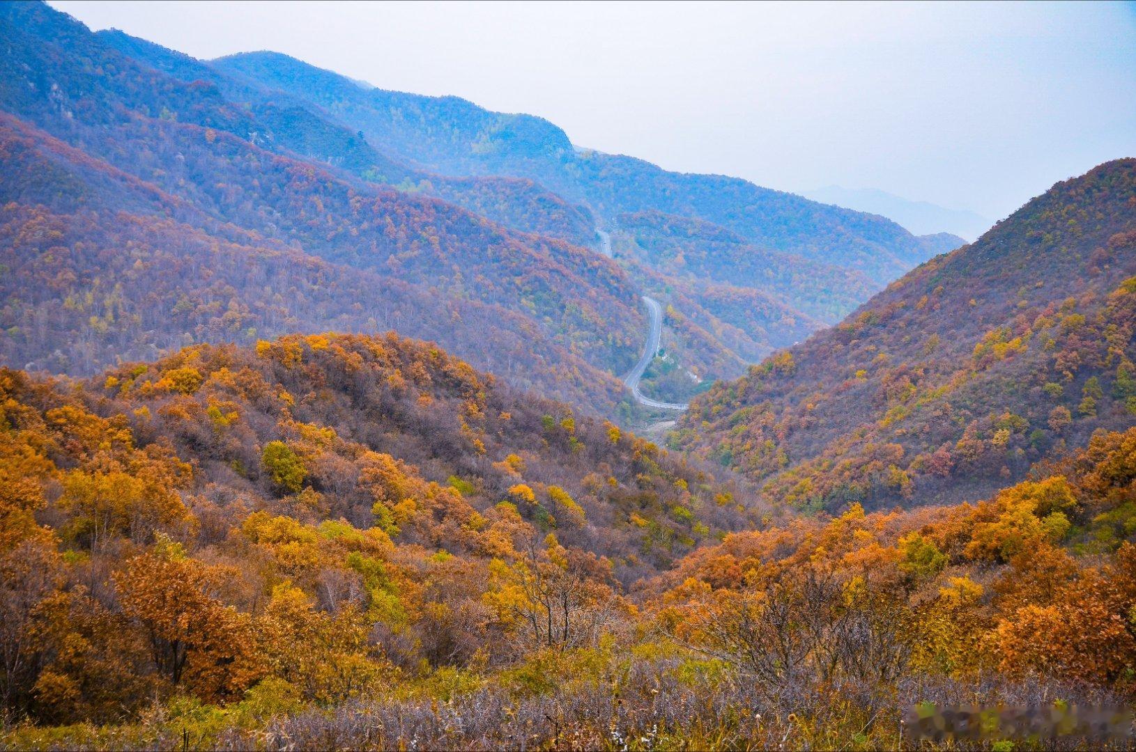 无人的秘境路线，北京最高峰东灵山的秋色，1700米以上秋色浓郁，完全变色了，17