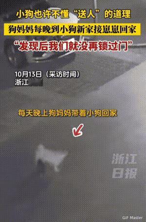 这只小狗有点特别。

浙江女子领养的小狗每晚会被狗妈妈接走。她发现后不再关门，白
