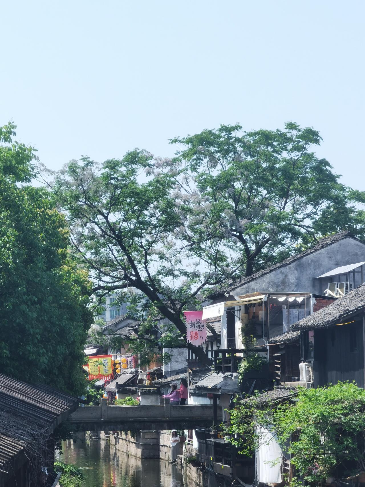 书圣故里题扇桥戢坊桥苦楝树机位打卡了，三个苦楝树机位都齐全了。戢坊桥、题扇桥都拍