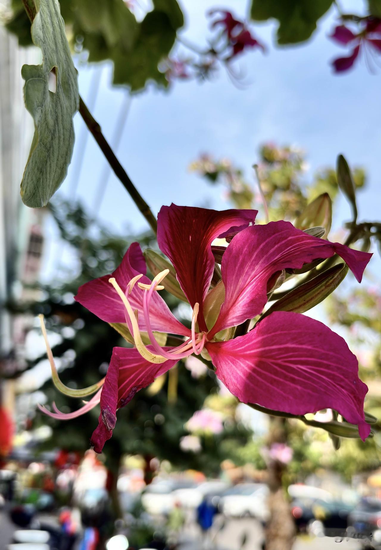 中国境内要数“中山公园”数量最多，广西北海也有一座中山公园。公园里有众多的百年古