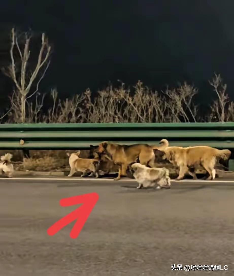 吉林长春长双快速路上的那个视频，真是越看越让人觉得讽刺。

大半夜的车流里，七条