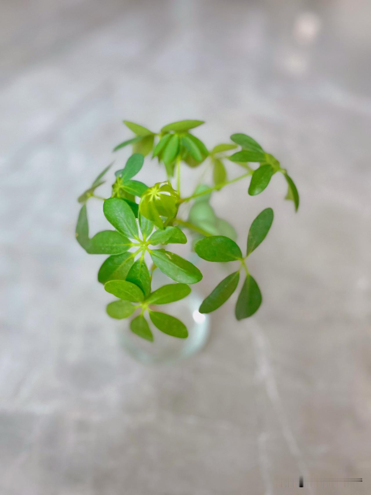 一段非常犀利而又深刻的话：“遇到猪，请不要跟它谈理想，因为它关心的是饲料，遇到狗