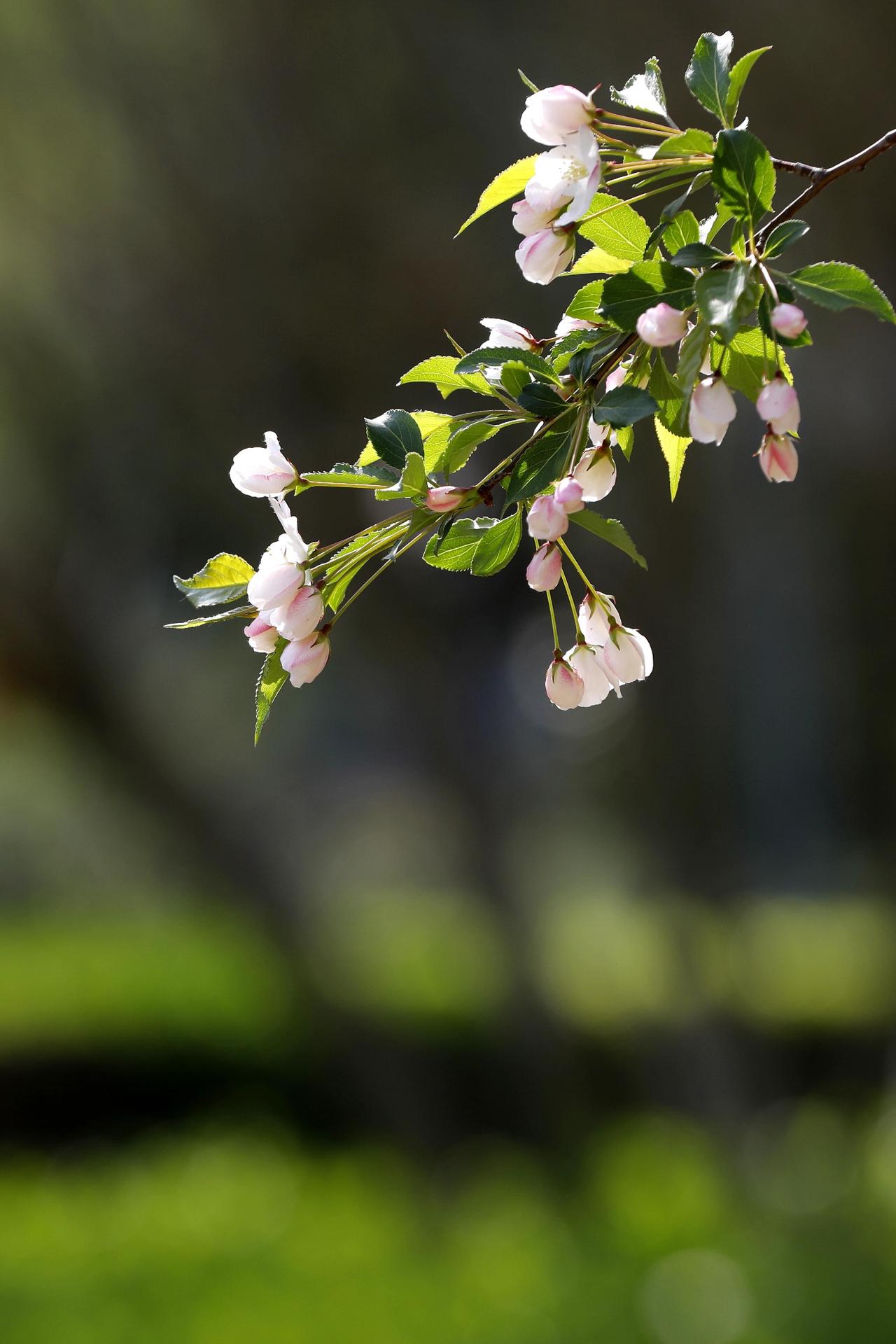 海棠花开

苦恋 相思 离愁别绪
求而不得的爱恋
异地相思 游子思乡
寄离别之愁