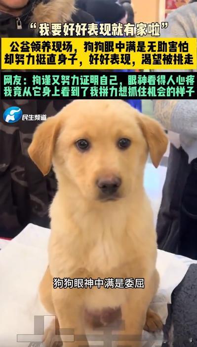 北京公益领养现场。场内人来人往，脚步声和交谈声交织在一起。它眼神里满是对陌生环境
