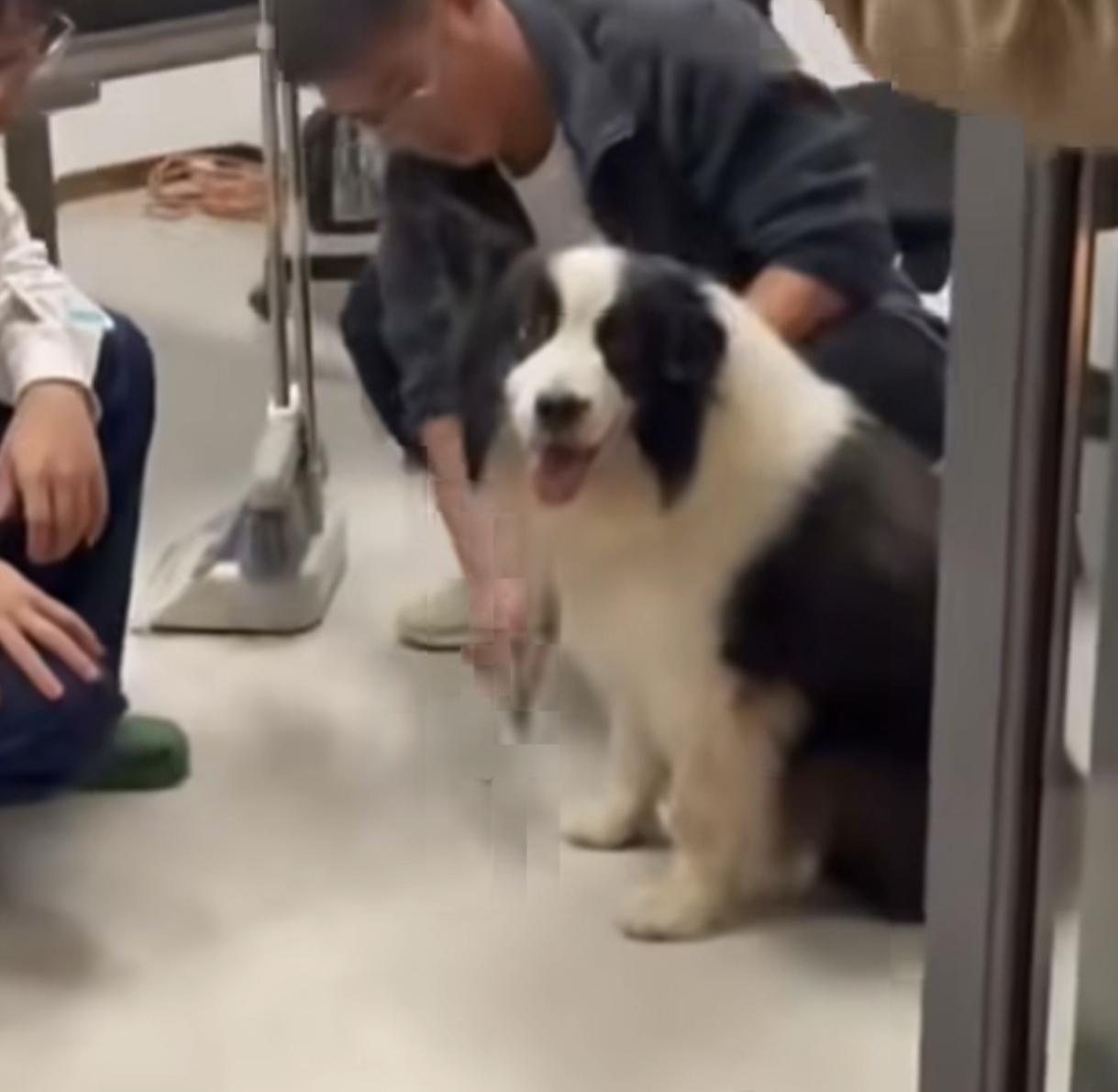 女子的好心换回了一只狗狗
女子花500块，买下即将被“吃掉”的边牧
江苏，一位女