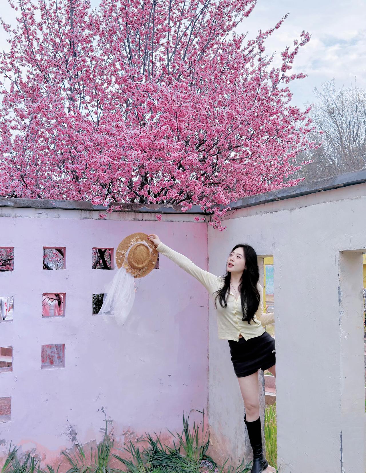 粉墙黛瓦，一树繁花，是春天写给人间的诗。