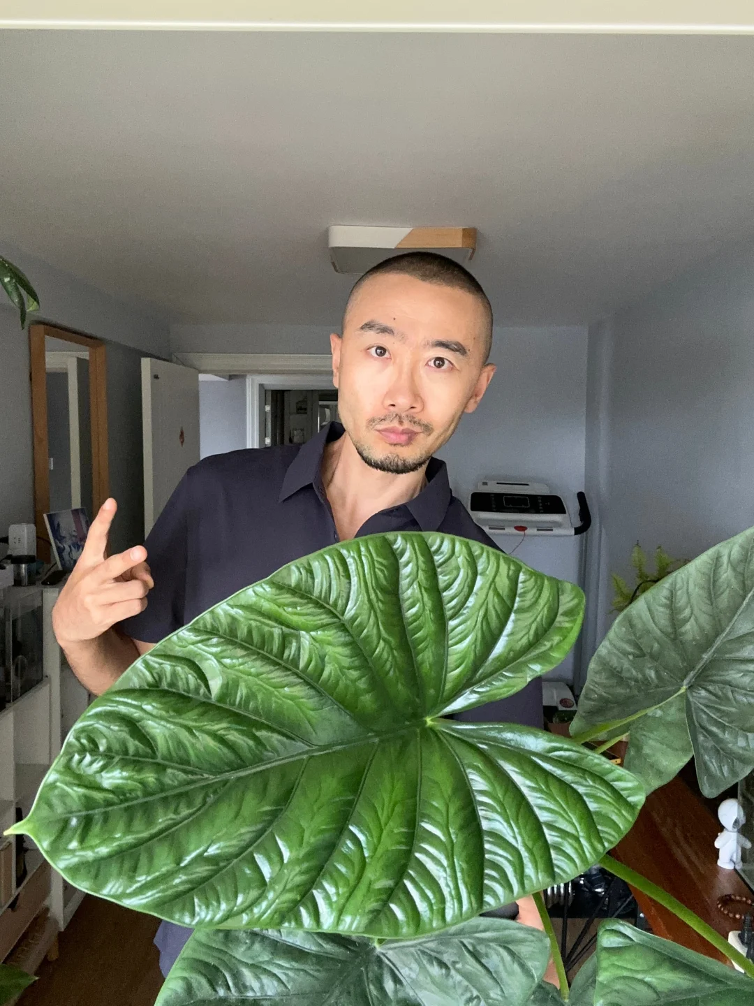 被鲁吉旺海芋征服
