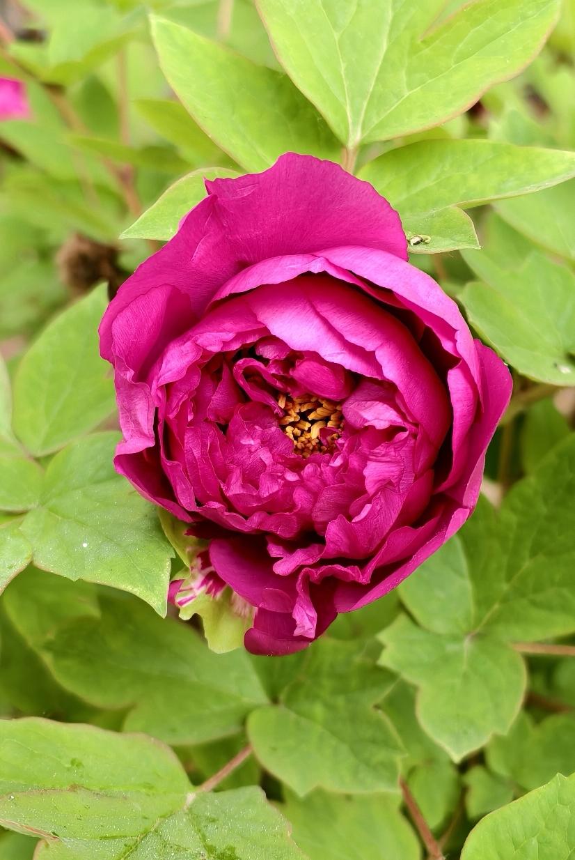 正是牡丹花盛开的季节，有着国色天香，花中之王美誉的牡丹花象征着富贵吉祥、繁荣昌盛