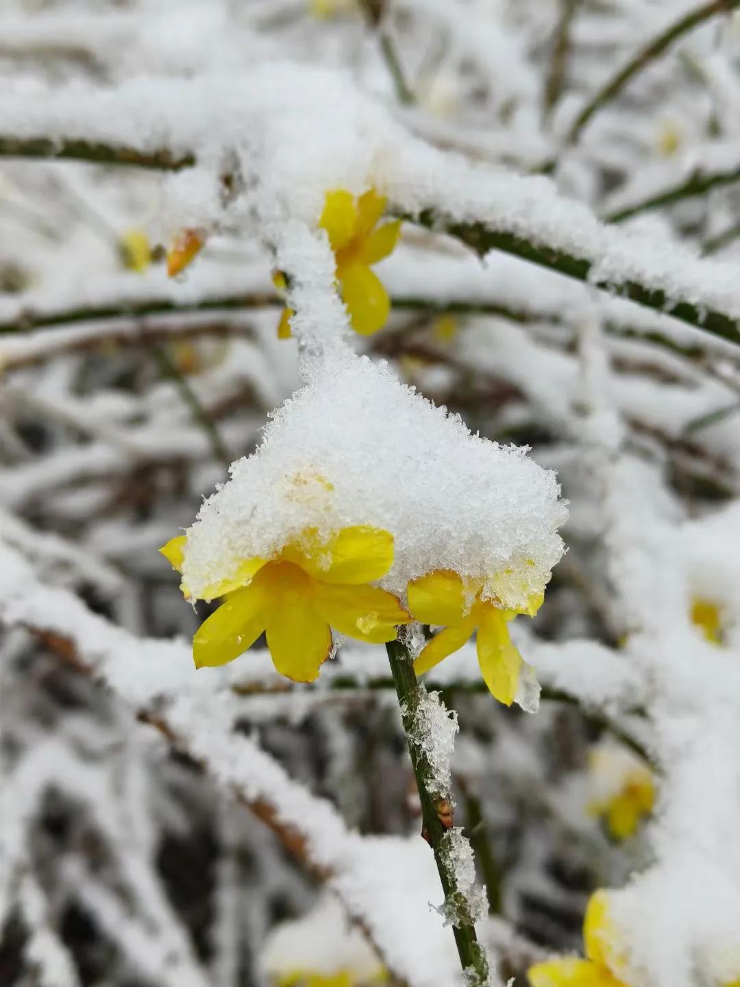 淄博的大雪如期而至，甚至提前到了上午，现在淄博市已经发布了暴雪和结冰预警，11多