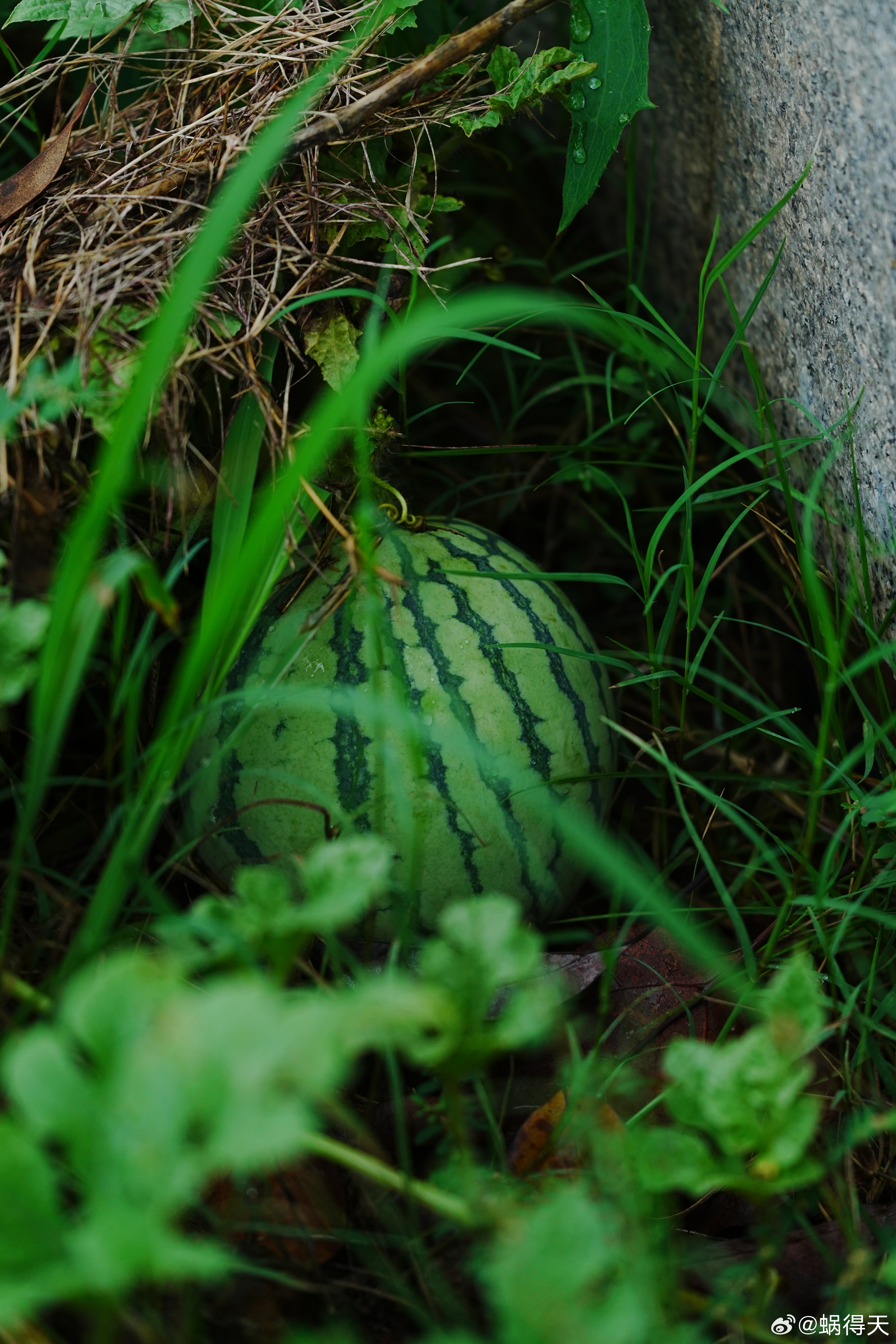 夏天夏天悄悄过去，留下小秘密。西瓜蜗的摄影日记