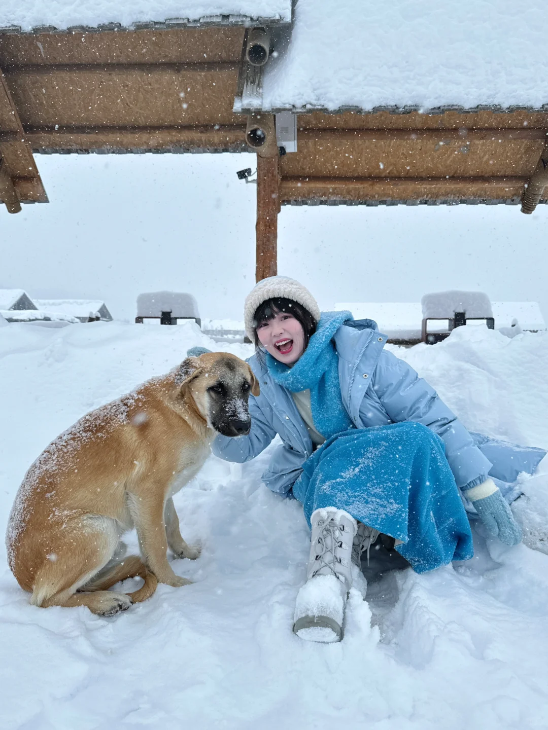你说公主看镜头📷在禾木认识了好多🐕朋友