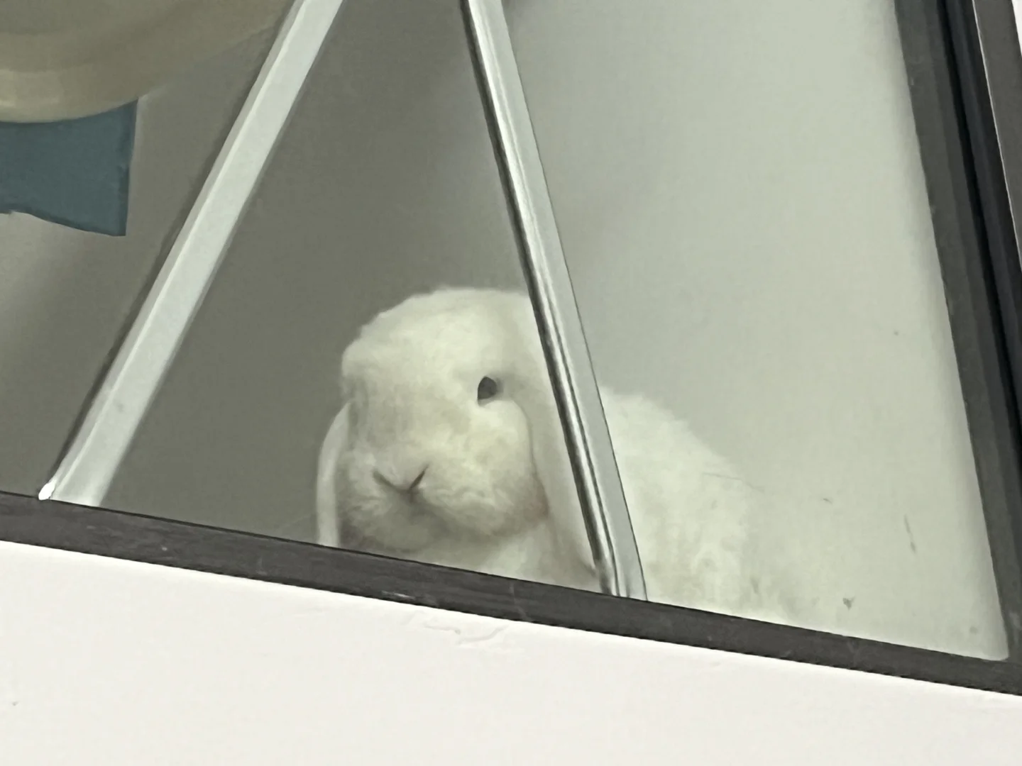 小铃铛🐰｜暗中观察😶‍🌫️
