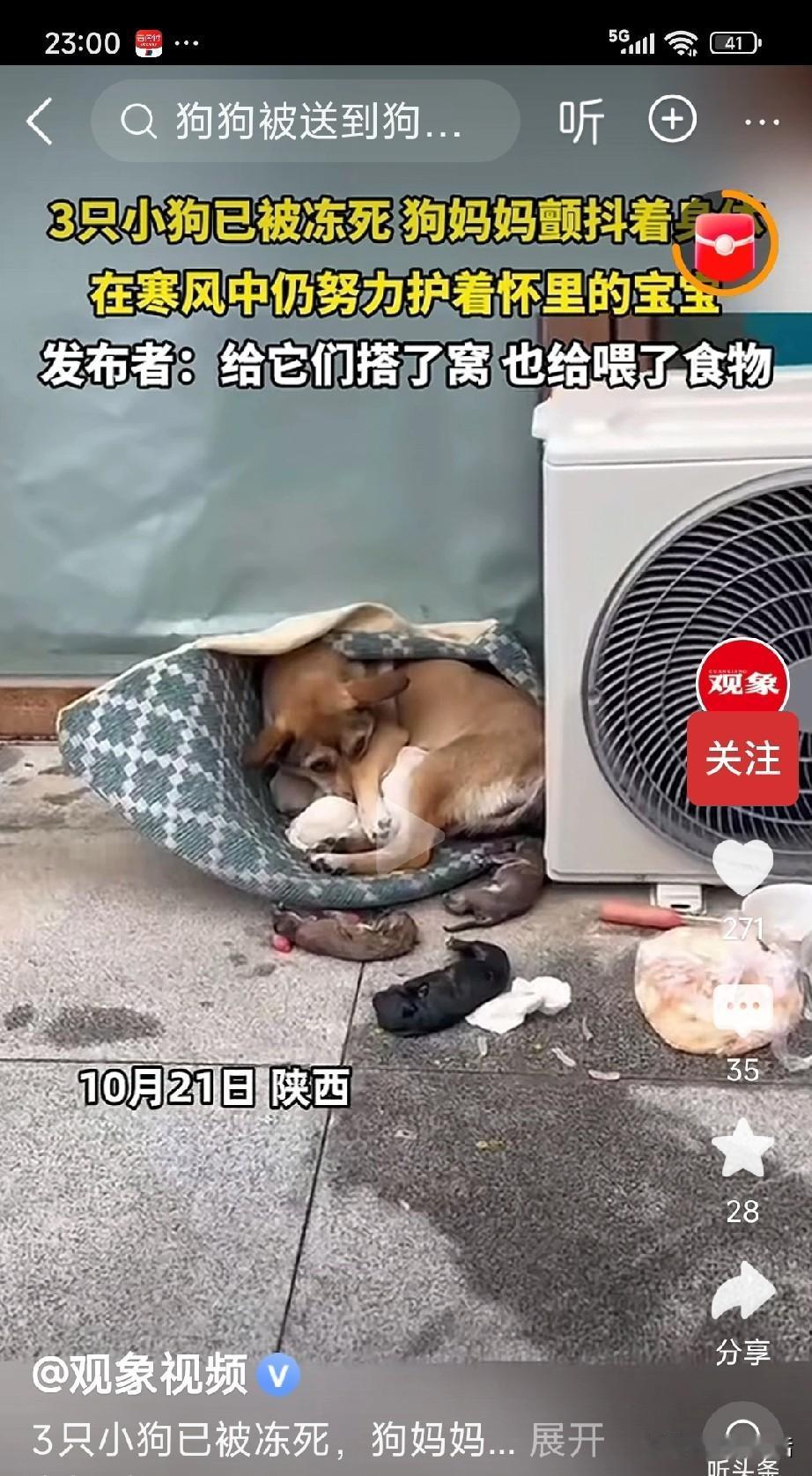万物皆有灵！3只小狗仔被冻死了，狗妈妈蜷缩在破布里，哆嗦着，用体温护着怀里的2只