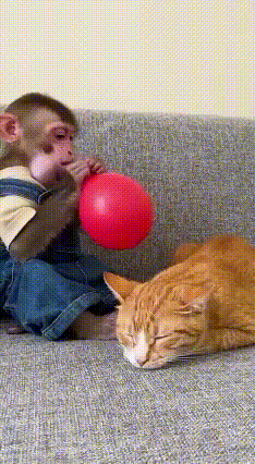 悟空:要过年了，吹个气球🎈
猫咪:你欠揍啊，
把我美梦都炸没了！
[捂脸][我