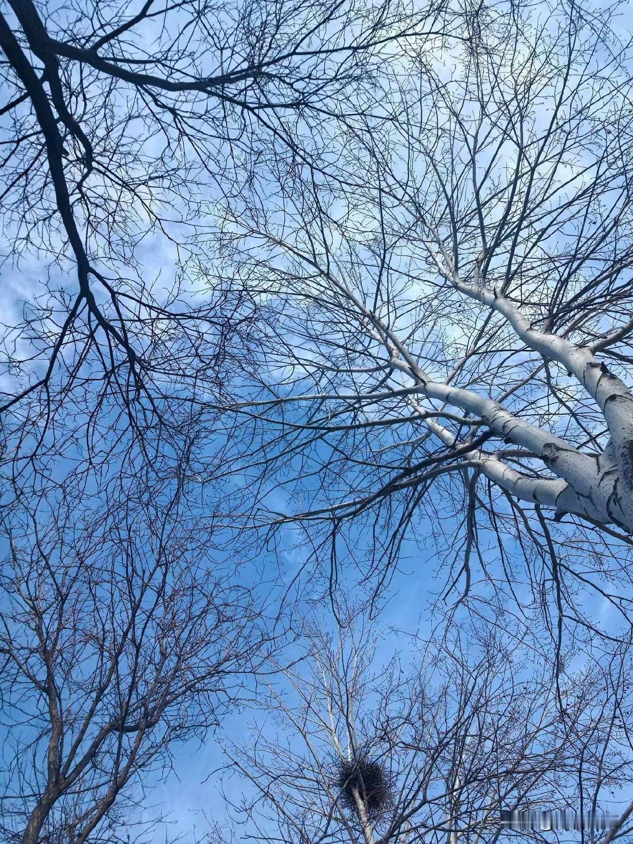 枝桠把时光拧成绳，漏下的天光，是日子的余温。
 
枯柯交错如织，缠缠绕绕间，竟织