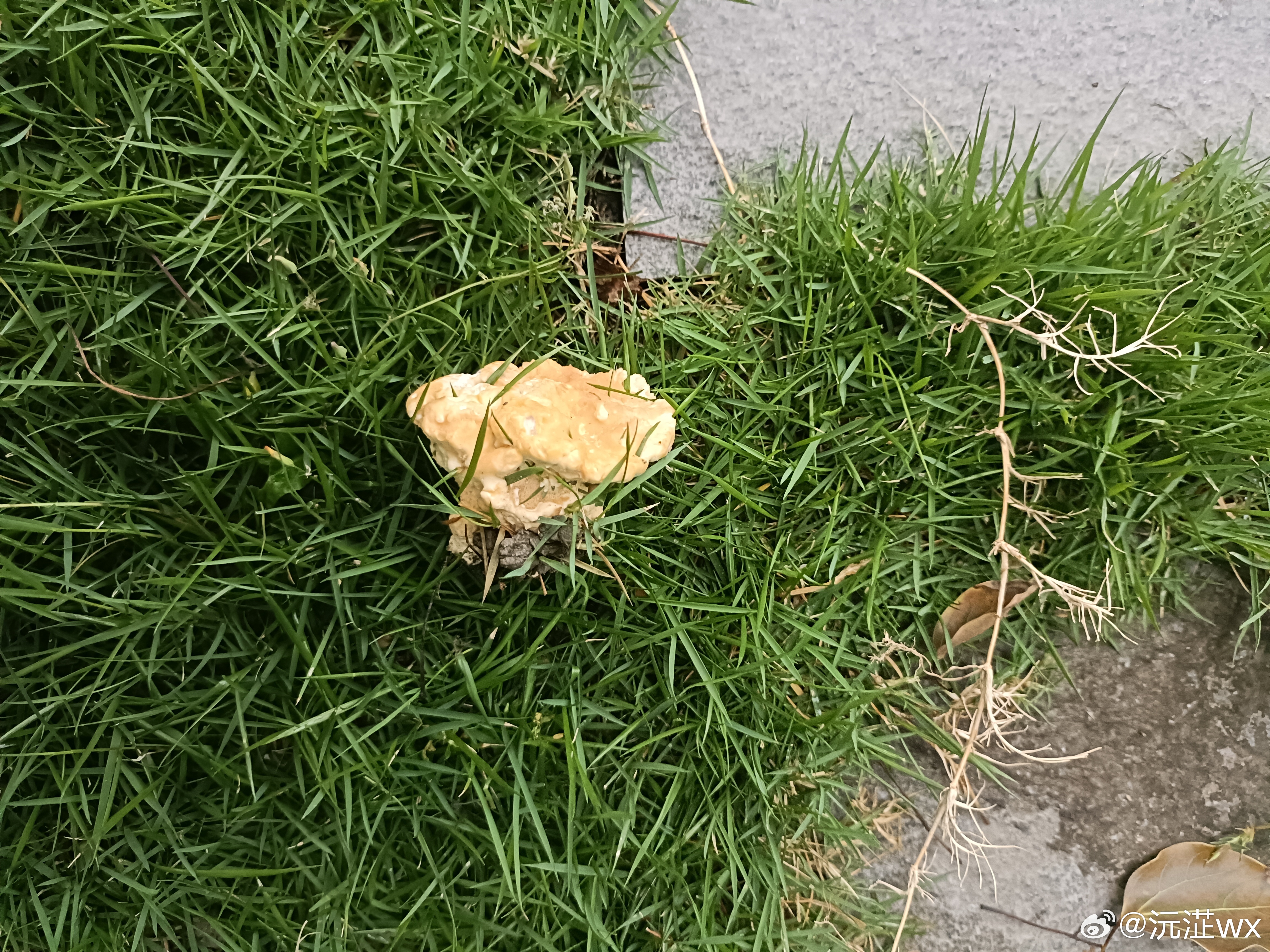 这是什么🍄 