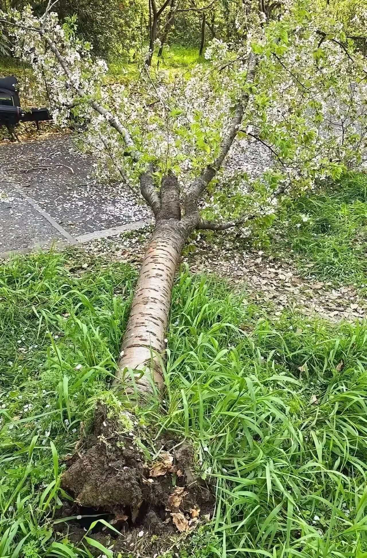 这就是臭美的代价！上海女子上树拍照压垮20年樱花树，赔偿罚款双至引众怒
 
春日