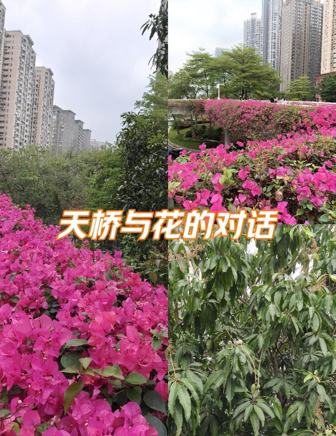 天桥赏生机勃勃的花果[爱慕] 🌸天桥下的秘密花
📍广州 五羊邨(地铁站)
✨