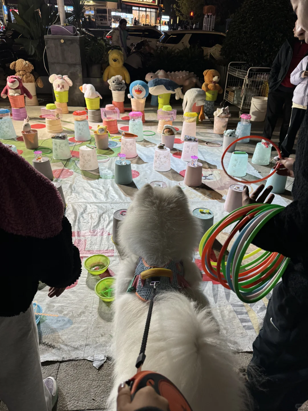 萨摩耶果然是最爱凑热闹的品种