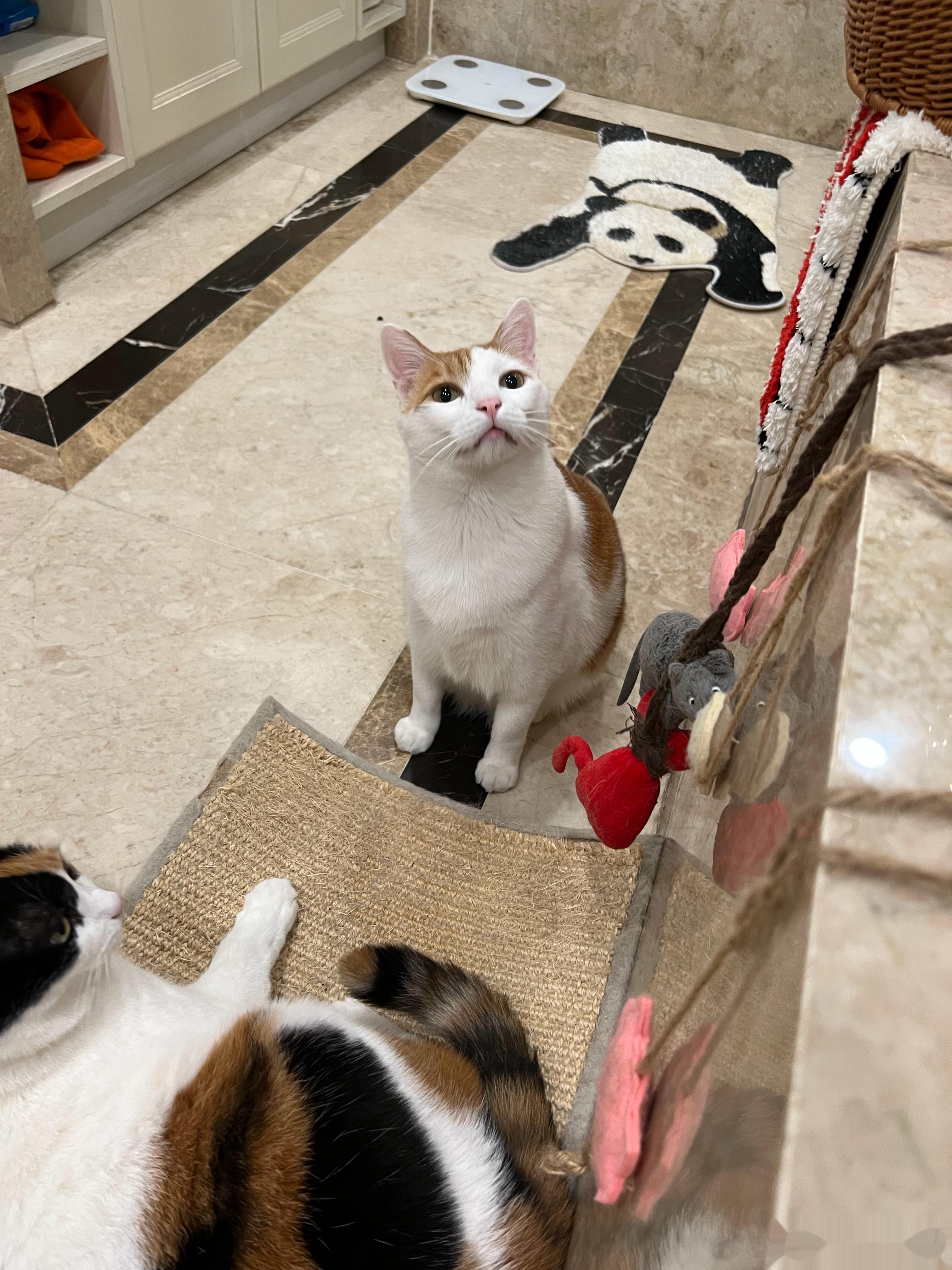 早早早！猴猴，今天的工作是给大小姐捶个背，搓个澡，再捏个脚，活不重事不多，你伺候