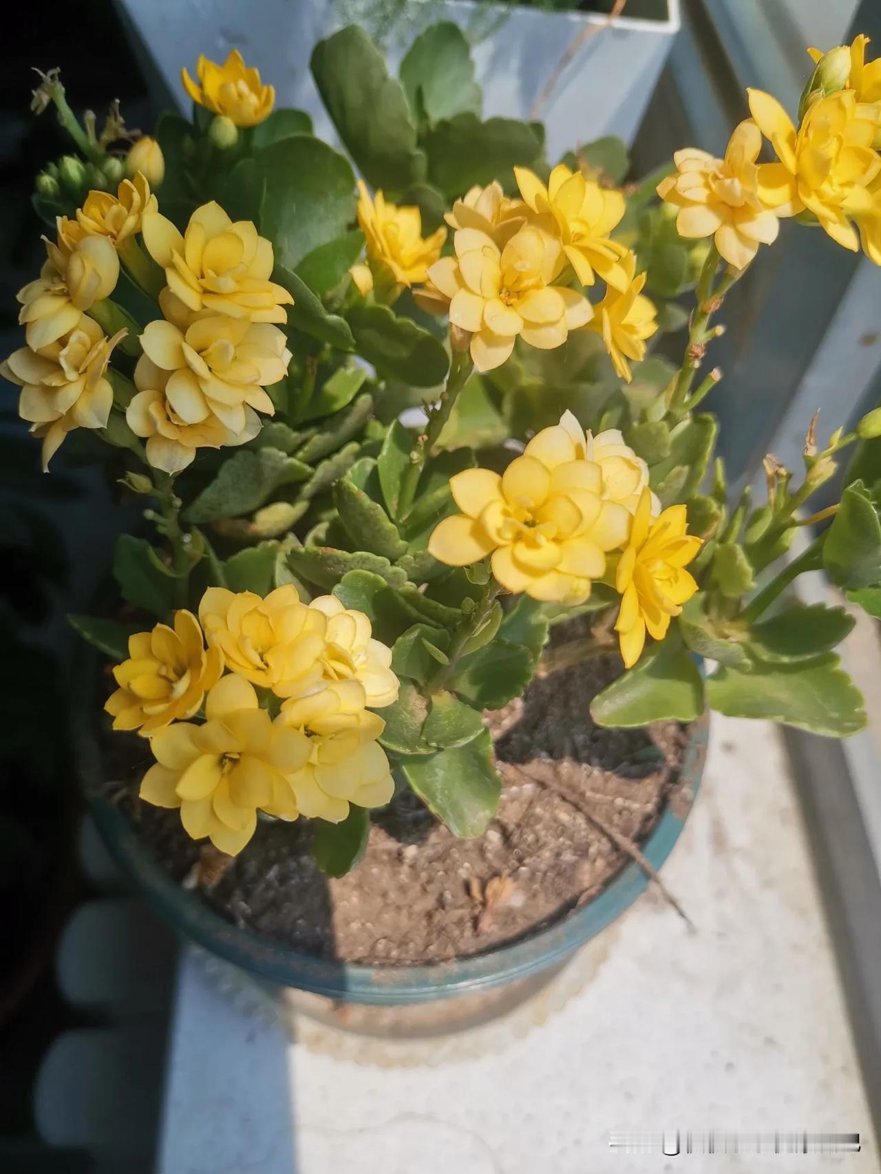 分享手机里的花花草草小花一朵，鲜艳的开