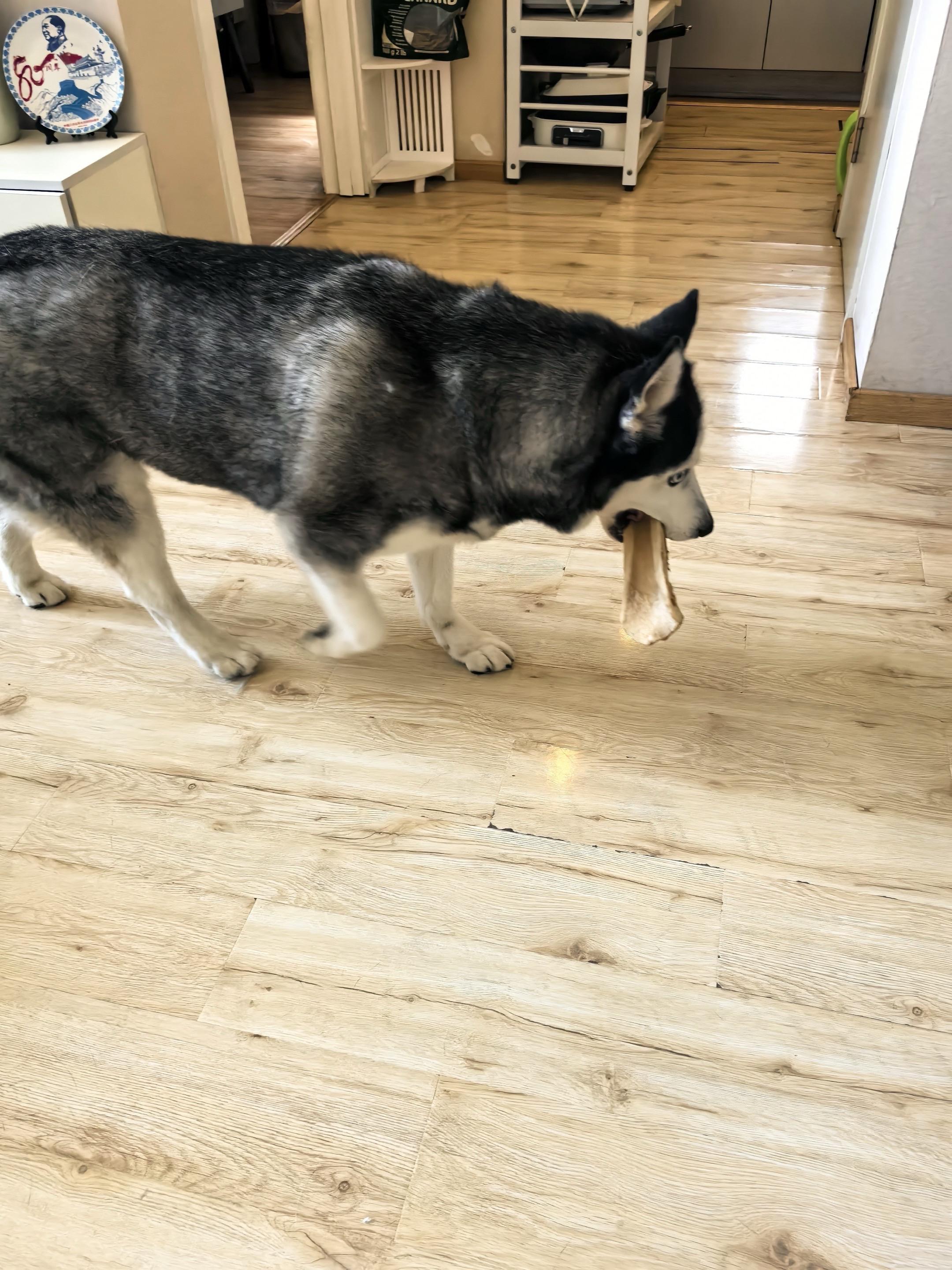 这世界总有狗在忙忙碌碌藏宝藏