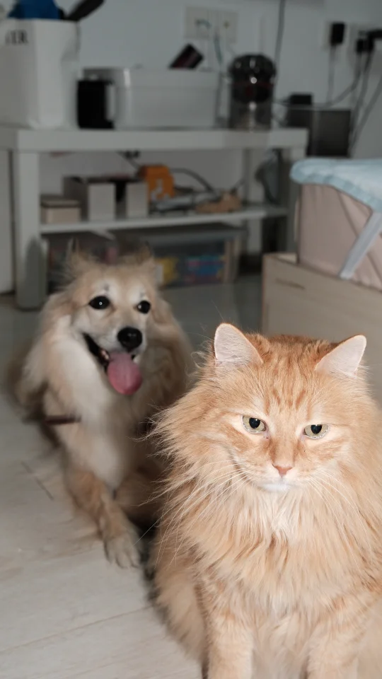 小猫的后脑勺果然可以治愈全世界