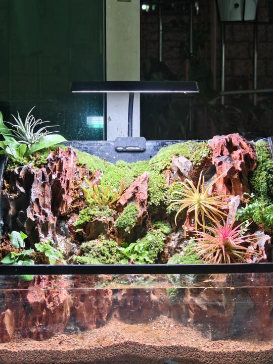 家庭版水陆缸