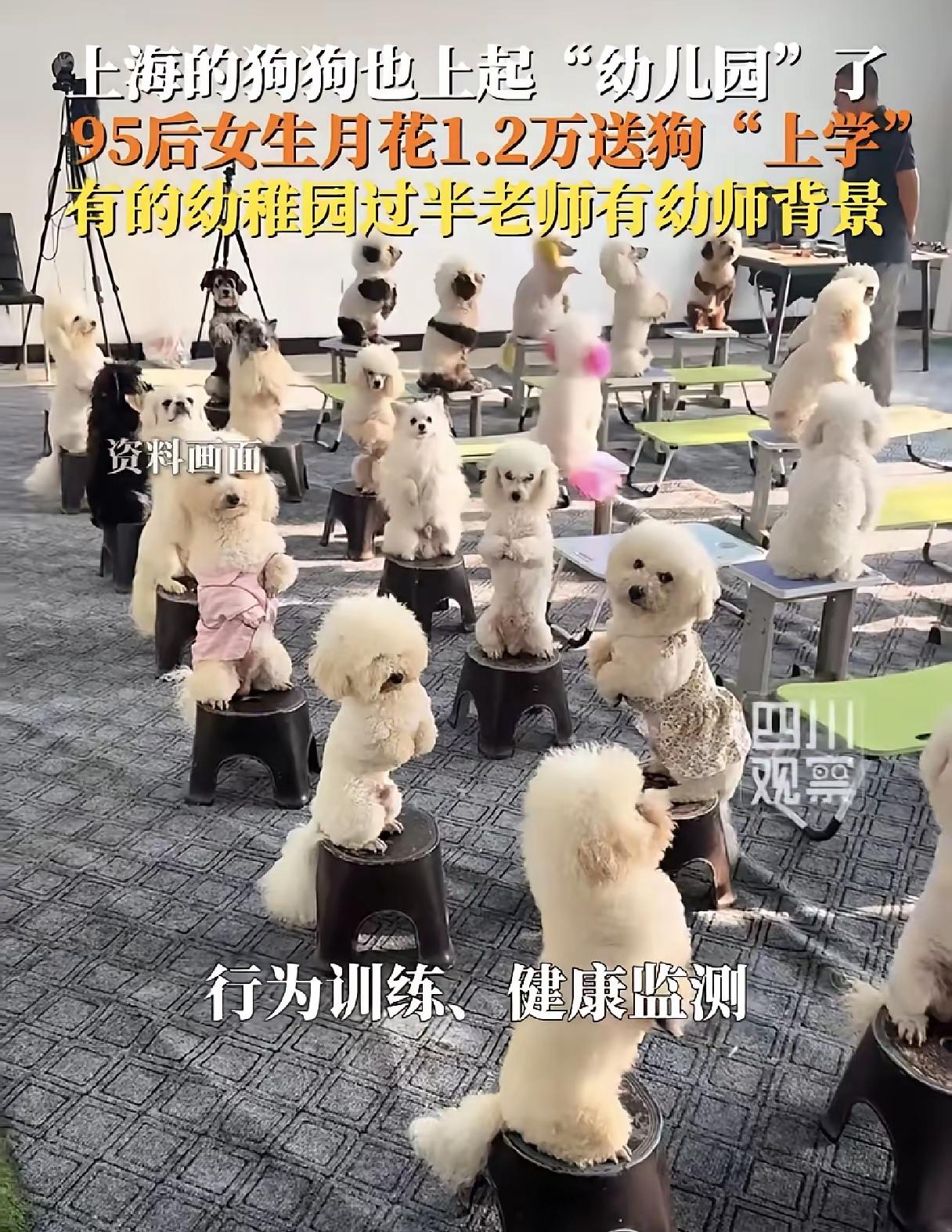 果然还是上海比较超前
女生每月花1.2万送狗狗上“幼儿园”，老师还有幼师背景
有